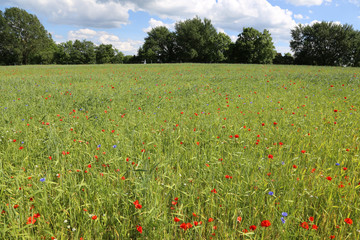 Sommerwiese mit bunten Blumen