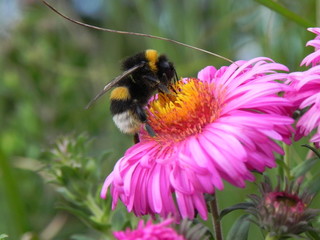  bumblebee