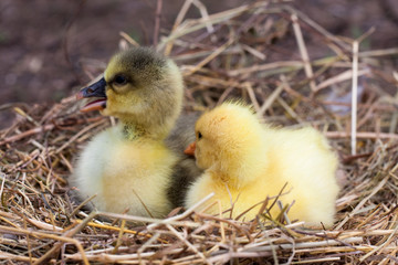 Two little domestic gosling in straw nest