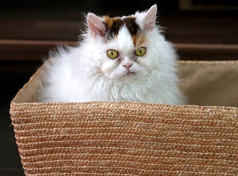 s&uuml;&szlig;e Selkirk Rex Pl&uuml;schkatze sitzt im Korb und schaut nach oben