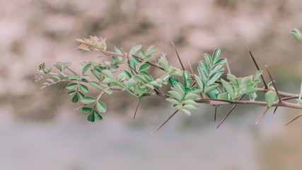 Leaves