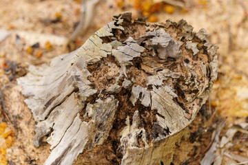 Stumps, decay
