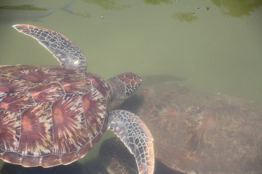Green Sea Turtle Baby, Chelonia Mydas / Nungwi, Zanzibar, Tanzania, Indian Ocean, Africa