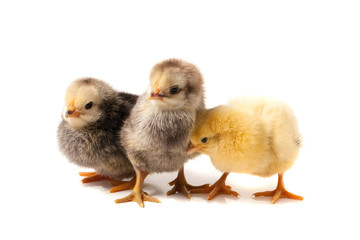 three little chicken isolated on white background