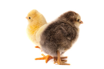 two little chicken isolated on white background