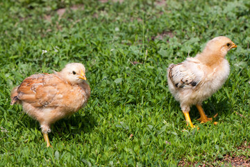 two yellow baby chicken in the green grass