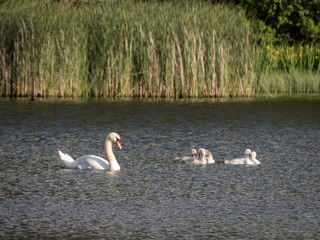 cute swan chicks on a lake