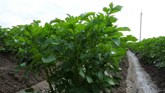 Growing vegetables in open ground. Potatoes and irrigated field
