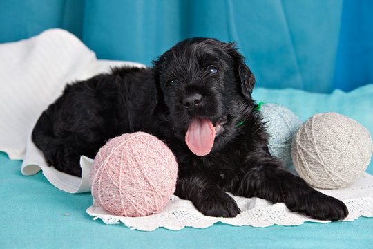 Puppy breed Black Russian Terrier on a blue background and balls of thread