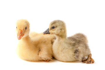 two little gosling isolated on white background
