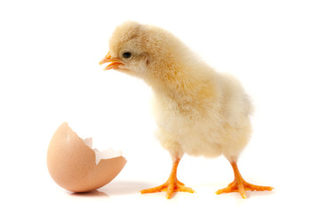 Cute little chicken with eggshell isolated on white background