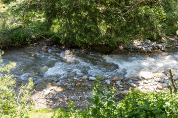 Fototapeta na wymiar Beautiful mountain stream under the big spruce