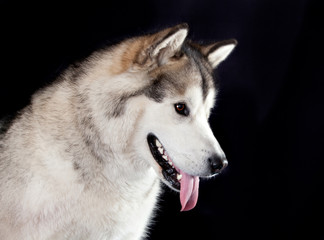 Obraz premium portrait of a dog breed Alaskan Malamute on a black background