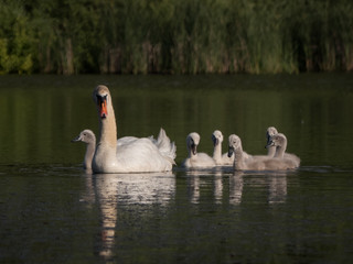 cute swan chicks on a lake