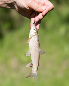 Fish caught on the hook