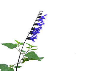 メドウセージはギリシャ神話メドゥーサが語源の花