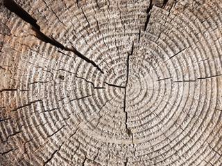 Fototapeta premium Cut tree trunk macro .