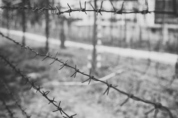 Barbed wire on the background of greenery. Restricted boundary