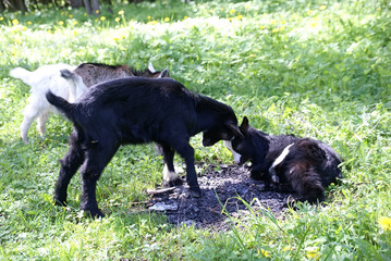 Herd of cute little goats.Cute funny goat butting