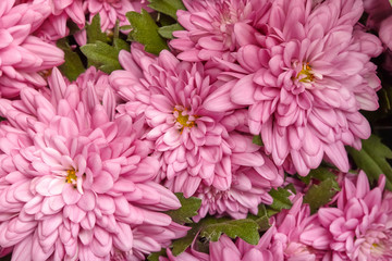 Pink chrysanthemum flowers, floral background