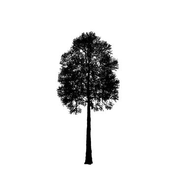 Aspen Tree. Isolated On White Background. Silhouette Illustration.