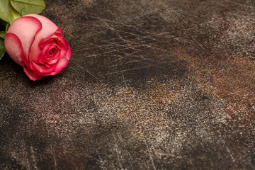 One beautiful pink rose on brown background - Powered by Adobe