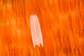 Naklejka premium Butterfly wing under the microscope