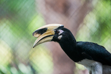 Oriental pied hornbill in cage