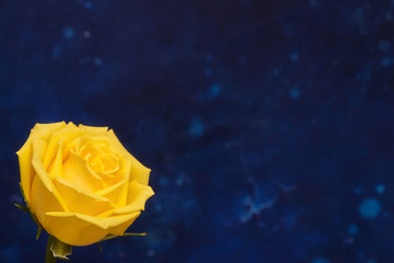 One beautiful yellow rose on blue background