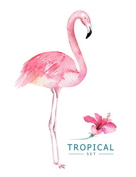 Hand drawn watercolor tropical birds set of flamingo. Exotic bird illustrations, jungle tree, brazil trendy art. Perfect for fabric design. Aloha set