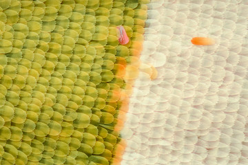 Fototapeta premium Butterfly wing under the microscope