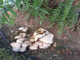 Mushrooms at base of tree