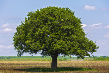 Fototapeta na wymiar Tree isolated on an agricultural field