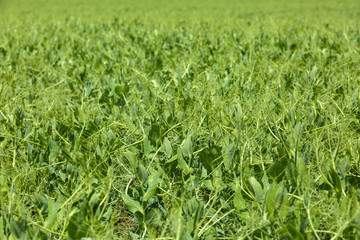 Green field with a pea culture
