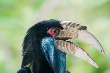 close up head of Wreathed hornbill in cage