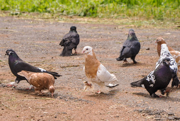 pigeon