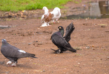 pigeon