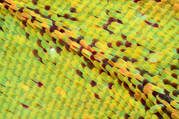 Butterfly wing under the microscope