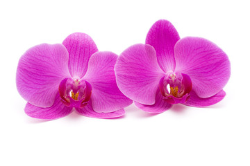 Pink orchid on the white background.