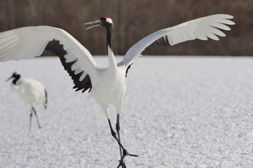 Fairy, Japanese Crane　雪原の丹頂　北海道
