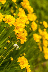 Beautiful garden flowers in the park