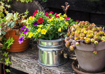 Buntes Sortiment an Sommerblumen und Pflanzen
