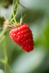 Organic ripe red raspberries on the bush.