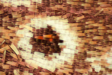 Naklejka premium Butterfly wing under the microscope