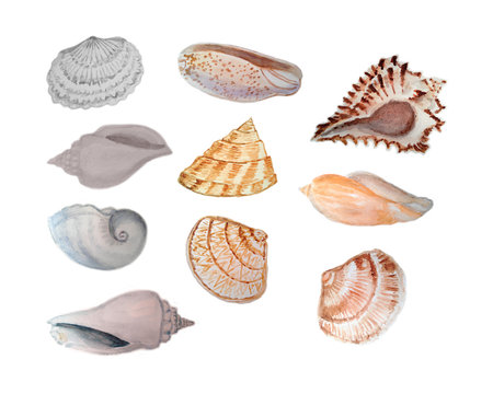 Set if seashells, watercolor, isolated on white.