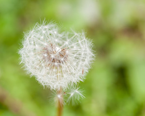 Dandelion Flower With Flying Feathers On Green Background, Retezat Mountains, Romania
