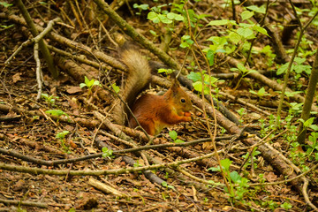 Eurasian Red Squirrel