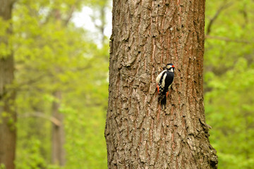 Big spotted woodpecker on a tree