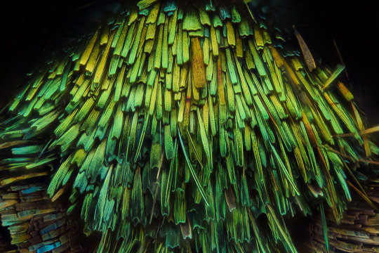 Butterfly wing under the microscope