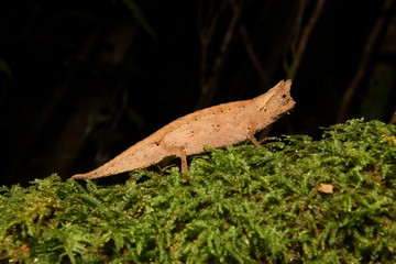 Brookesia superciliares